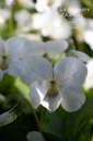 Viola sororia 'Albiflora'- la Pépinière d'Agnens