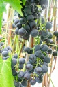 Vitis Raisin 'Muscat Bleu'- la Pépinière d'Agnens