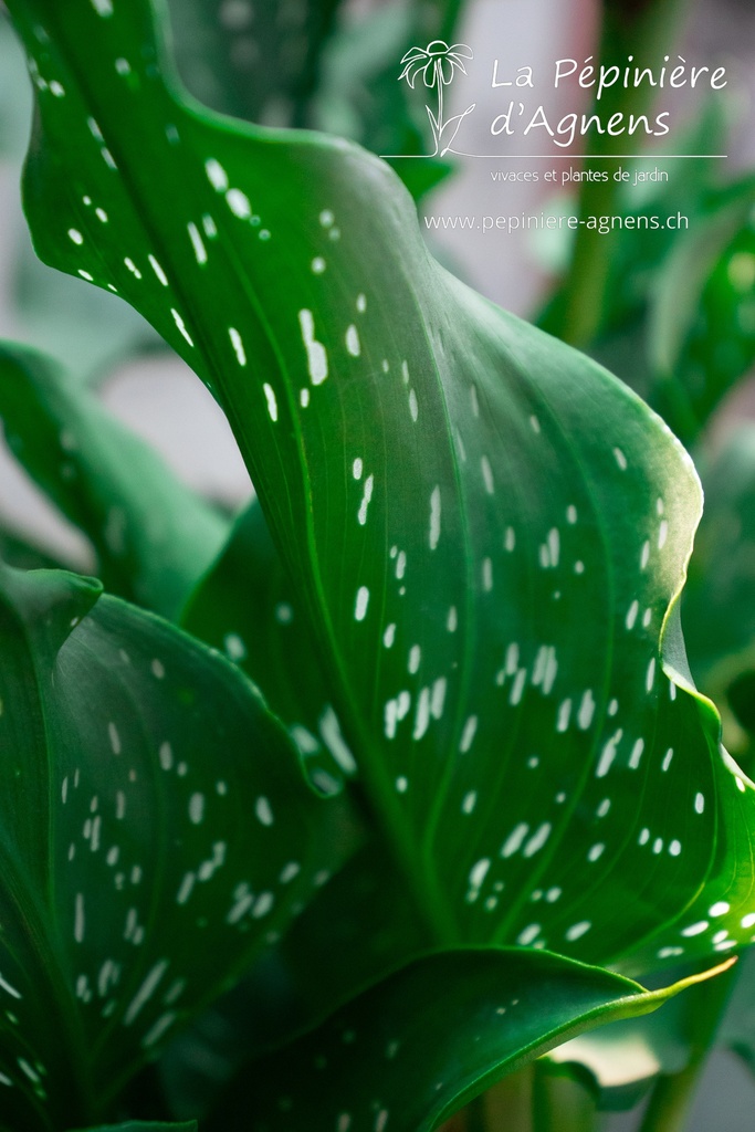 Zantedeschia 'Picasso'- la Pépinière d'Agnens