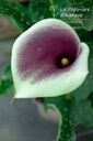 Zantedeschia 'Picasso'- la Pépinière d'Agnens