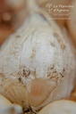 Allium 'Spider' - La pépinière d'Agnens