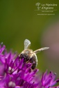 Allium aflatunense 'Purple Sensation' - La pépinière d'Agnens