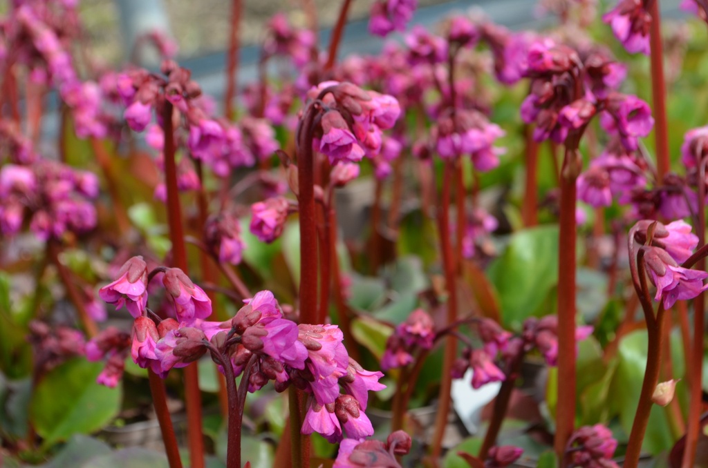 Assortiment de plantes d'ombre à floraison printanière - La pépinière d'Agnens