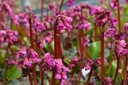Assortiment de plantes d'ombre à floraison printanière - La pépinière d'Agnens