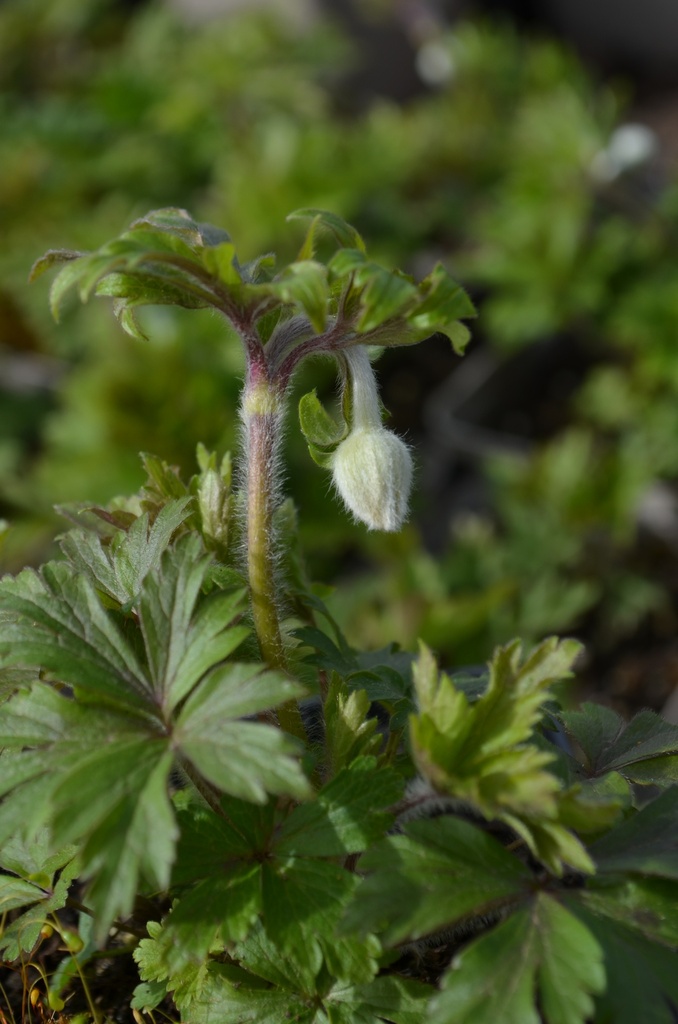 Assortiment de plantes d'ombre à floraison printanière - La pépinière d'Agnens