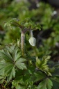 Assortiment de plantes d'ombre à floraison printanière - La pépinière d'Agnens