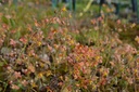 Assortiment de plantes d'ombre à floraison printanière - La pépinière d'Agnens