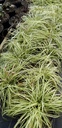 Assortiment de plantes d'ombre à floraison printanière - La pépinière d'Agnens
