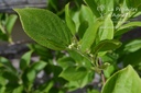 Actinidia Mini Kiwi 'Issai' - La Pépinière d'Agnens