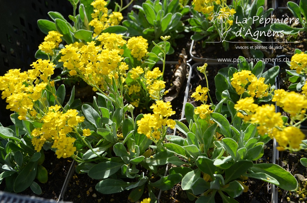 Alyssum saxatilis 'Compactum' - La Pépinière d'Agnens