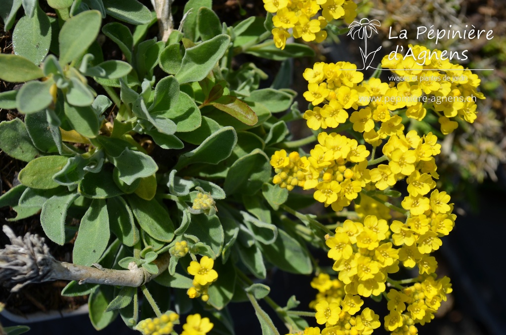 Alyssum saxatilis 'Compactum'- La Pépinière d'Agnens