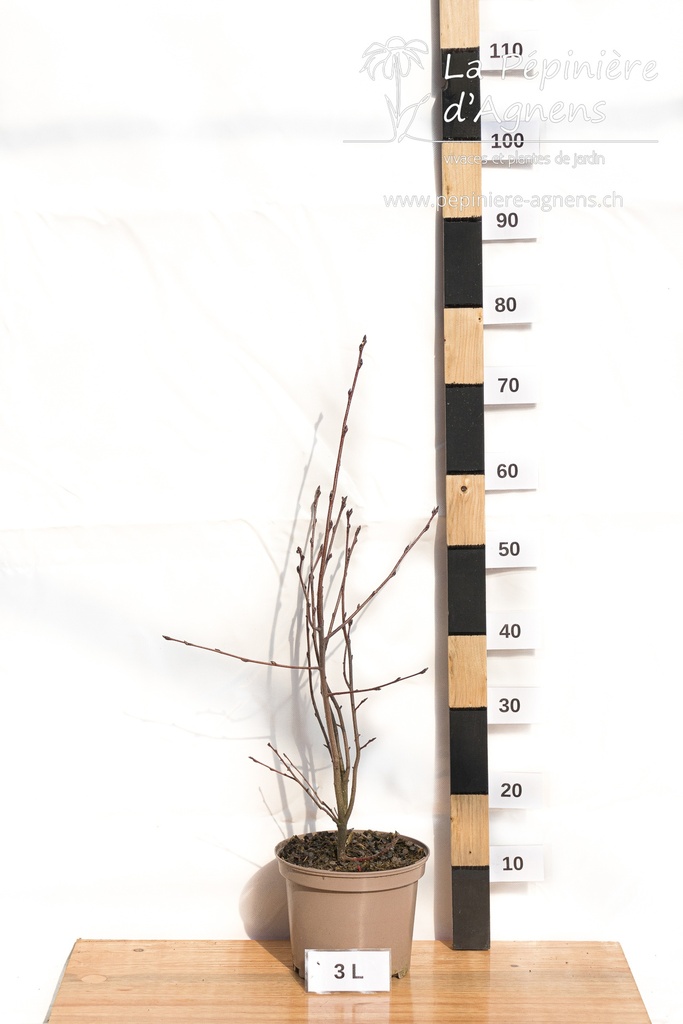 Amelanchier alnifolia 'Northline'- La pépinière d'Agnens