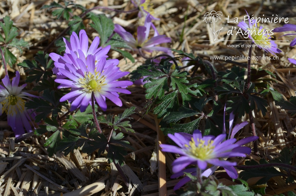 Anemone blanda 'Charmer'- La pépinière d'Agnens