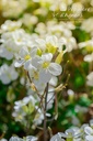 Arabis caucasica 'Compacta Schneeball' - La pépinière d'Agnens