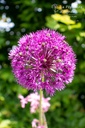 Allium aflatunense 'Purple Sensation' - La pépinière d'Agnens