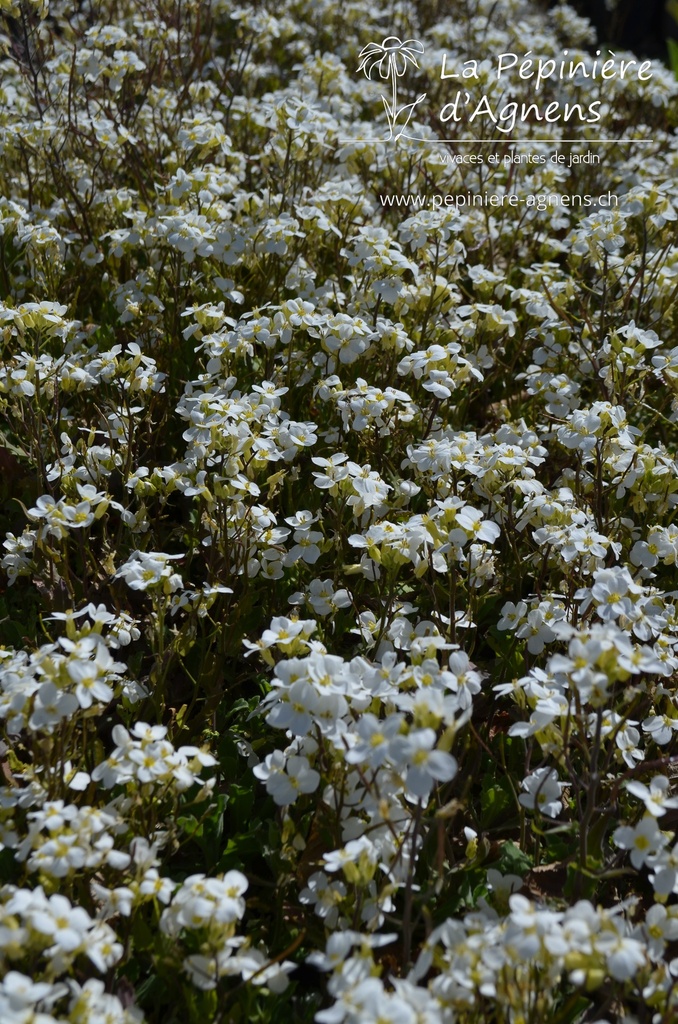 Arabis caucasica 'Compacta Schneeball'- La pépinière d'Agnens