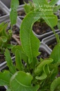 Armoracia rusticana - La pépinière d'Agnens