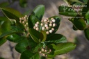 Aronia melanocarpa 'Nero' - La pépinière d'Agnens