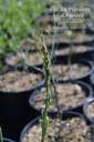 Asparagus officinalis 'Vitalim' - La pépinière d'Agnens