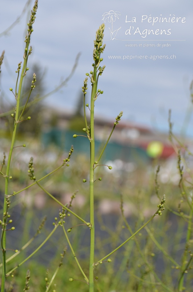 Asparagus officinalis 'Vitalim'- La pépinière d'Agnens