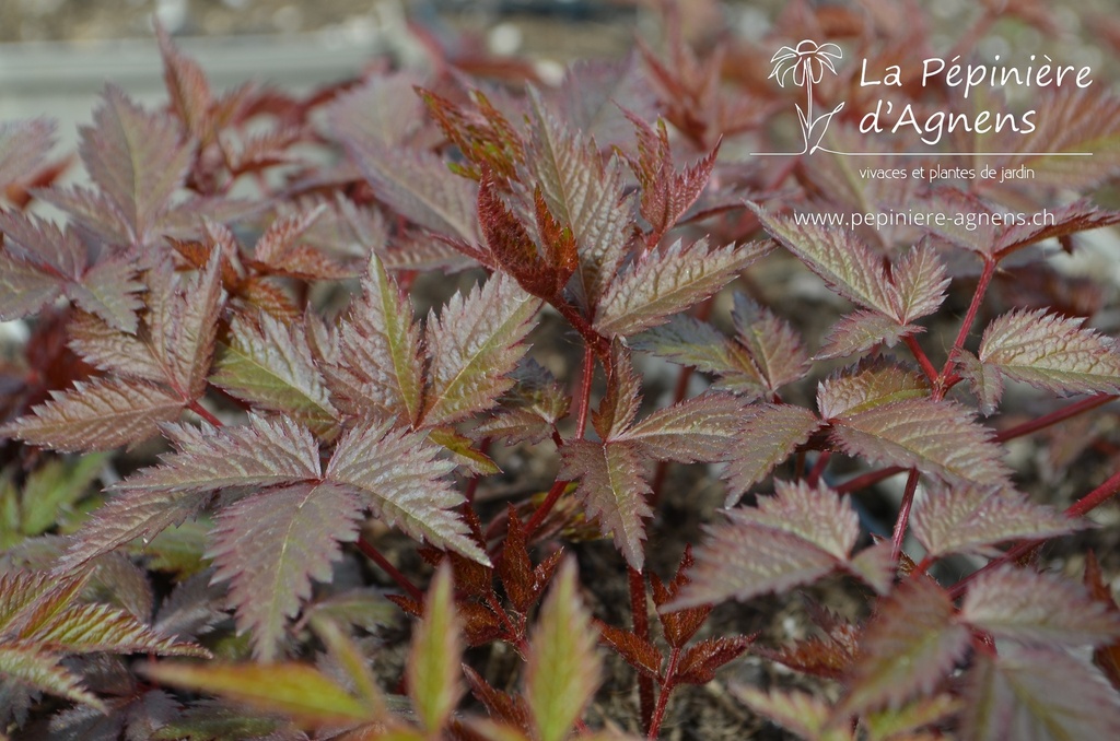 Astilbe arendsii (x) 'Fanal' - La pépinière d'Agnens