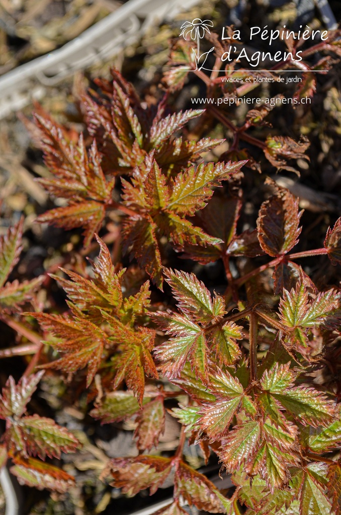 Astilbe arendsii (x) 'Fanal'- La pépinière d'Agnens