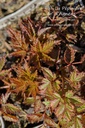 Astilbe arendsii (x) 'Fanal'- La pépinière d'Agnens