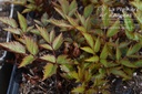 Astilbe hybride 'Country & Western' - La pépinière d'Agnens