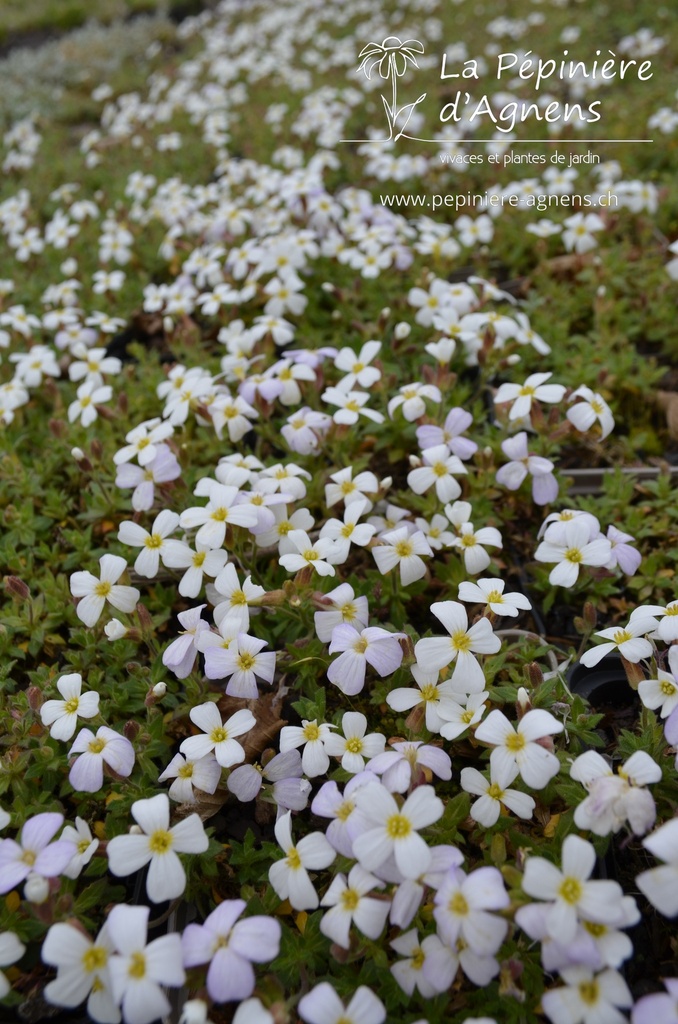 Aubrieta hybride 'Alba' - La pépinière d'Agnens