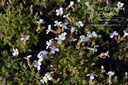 Aubrieta hybride 'Alba' - La pépinière d'Agnens