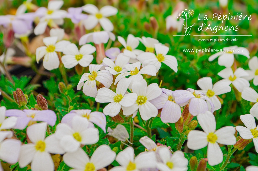 Aubrieta hybride 'Alba' - La pépinière d'Agnens