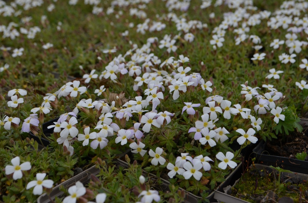 Aubrieta hybride 'Alba' - La pépinière d'Agnens