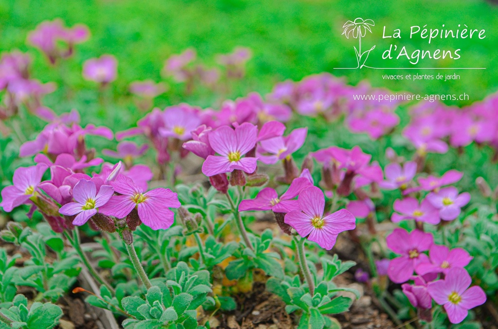 Aubrieta hybride 'Rosenteppich' - La pépinière d'Agnens