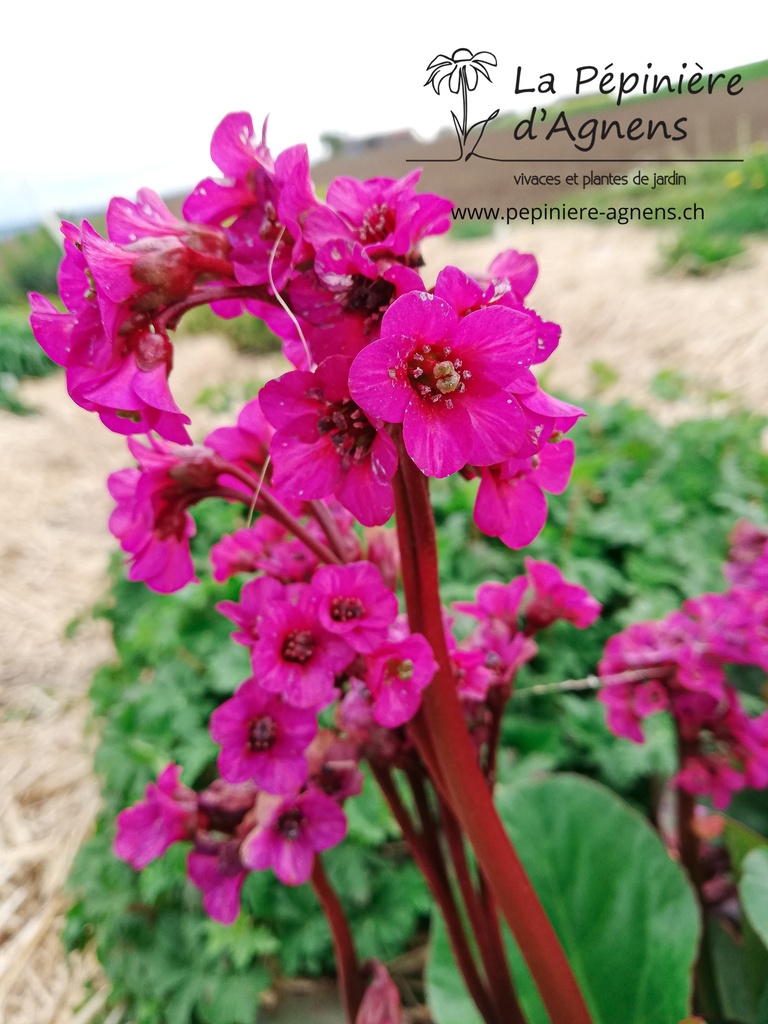 Bergenia cordifolia 'Eroica' - La pépinière d'Agnens