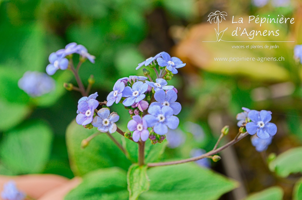 Brunnera macrophylla - La pépinière d'Agnens