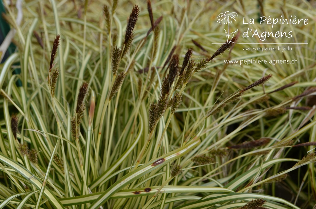 Carex oshimensis 'Evergold' - La pépinière d'Agnens