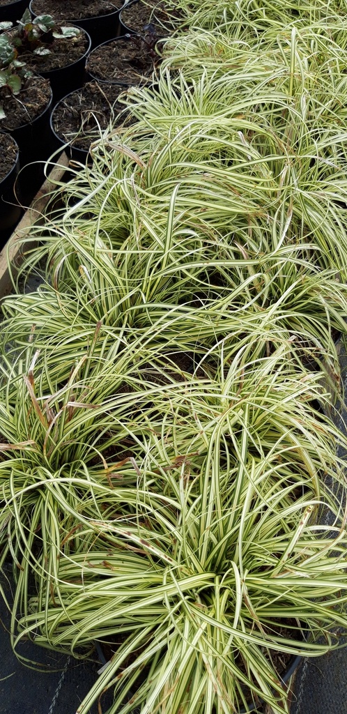 Carex oshimensis 'Evergold'- La pépinière d'Agnens