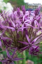 Allium christophii - La pépinière d'Agnens