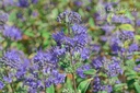 Caryopteris clandonensis 'Heavenly Blue'- La pépinière d'Agnens