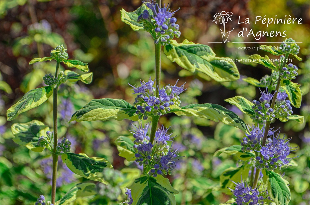 Caryopteris clandonensis 'White Surpris'- La pépinière d'Agnens