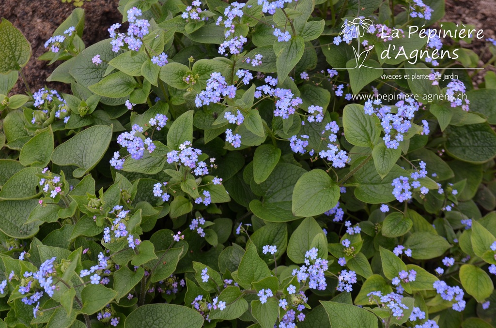 Brunnera macrophylla