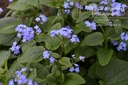 Brunnera macrophylla