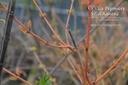 Cornus sanguinea 'Winter Beauty' - La Pépinière d'Agnens