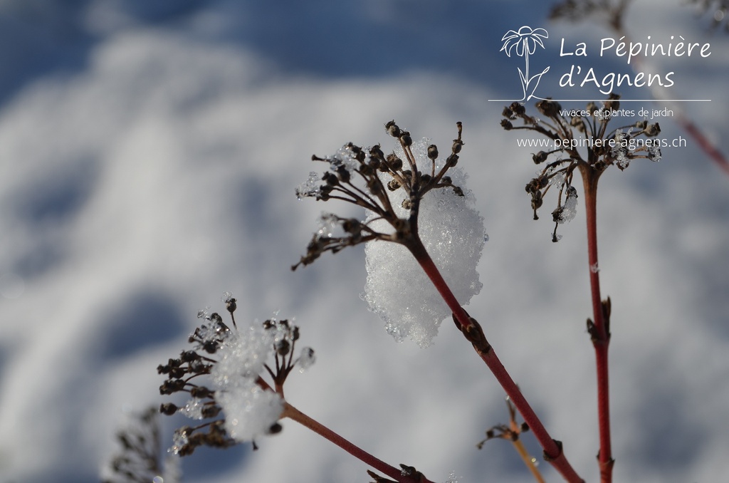Cornus sanguinea 'Winter Beauty' - La Pépinière d'Agnens