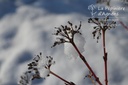 Cornus sanguinea 'Winter Beauty' - La Pépinière d'Agnens