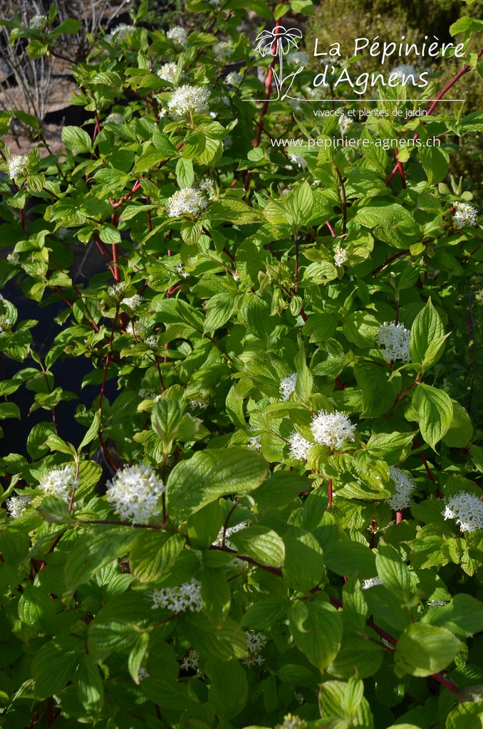 Cornus alba 'Sibirica' - La Pépinière d'Agnens