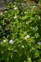 Cornus alba 'Sibirica' - La Pépinière d'Agnens