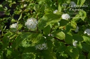 Cornus alba 'Sibirica' - La Pépinière d'Agnens