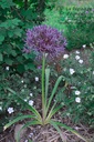 Allium christophii - La pépinière d'Agnens