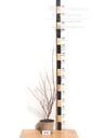 Cornus alba 'Elegantissima' - La Pépinière d'Agnens
